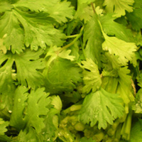 Vibrational Greens Cilantro