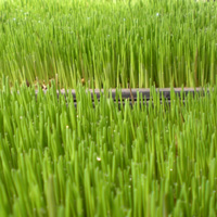 Vibrational Greens Wheatgrass